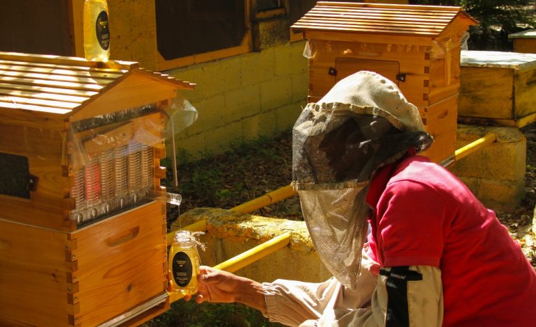  Puntacana Forest Honey gana por cuarta vez primer lugar en Concurso Nacional de Mieles